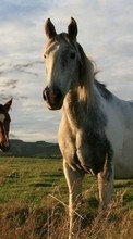 Scaricare immagine Horses, Animals sul telefono gratis.