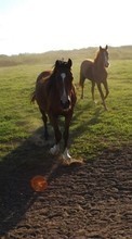 Scaricare immagine 540x960 Animals, Horses sul telefono gratis.
