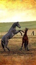 Horses, Animals per Samsung Galaxy Note 5