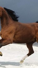 Horses,Animals per Samsung Galaxy TREND