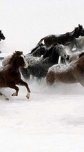 Horses,Animals per Samsung Corby S3650