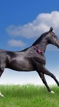 Horses,Animals per Xiaomi Mi 11