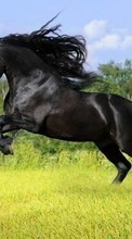 Scaricare immagine Horses,Animals sul telefono gratis.