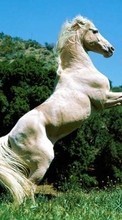 Horses,Animals per Apple iPhone 3G