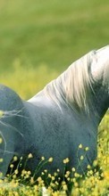 Scaricare immagine Horses,Animals sul telefono gratis.