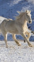 Horses,Animals per Sony Ericsson Xperia X10