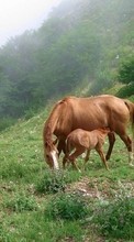 Horses,Animals per Lenovo Sisley S90
