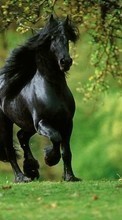 Animals, Horses per Samsung Galaxy S Duos