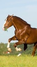 Scaricare immagine 240x320 Animals, Horses sul telefono gratis.