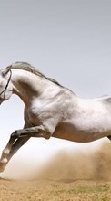 Horses,Animals per Motorola Moto G Power