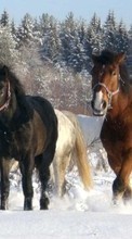 Scaricare immagine 320x240 Animals, Horses sul telefono gratis.