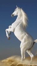 Scaricare immagine 1024x600 Animals, Horses sul telefono gratis.