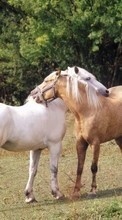 Scaricare immagine 320x480 Animals, Horses sul telefono gratis.