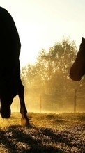 Scaricare immagine 240x400 Animals, Horses sul telefono gratis.