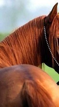 Scaricare immagine 1280x800 Animals, Horses sul telefono gratis.