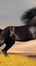 Scaricare immagine 480x800 Animals, Horses sul telefono gratis.