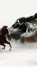 Scaricare immagine Horses, Animals, Winter sul telefono gratis.