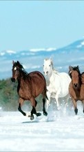 Scaricare immagine Animals, Winter, Horses sul telefono gratis.