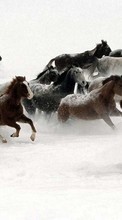 Scaricare immagine Animals, Winter, Horses sul telefono gratis.