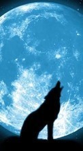 Scaricare immagine Moon, Night, Wolfs, Animals sul telefono gratis.