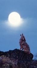Scaricare immagine Animals, Wolfs, Moon sul telefono gratis.