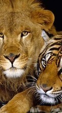 Scaricare immagine Animals, Lions, Tigers sul telefono gratis.