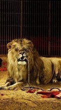 Scaricare immagine Humor, Animals, Lions sul telefono gratis.
