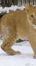 Scaricare immagine Animals, Winter, Lions sul telefono gratis.