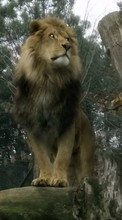 Scaricare immagine 240x320 Animals, Lions sul telefono gratis.