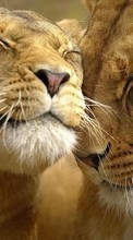 Scaricare immagine 800x480 Animals, Lions sul telefono gratis.