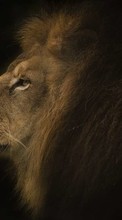 Lions, Animals per BlackBerry Tour 9630