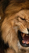 Scaricare immagine Lions, Animals sul telefono gratis.