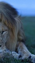 Scaricare immagine Lions, Animals sul telefono gratis.