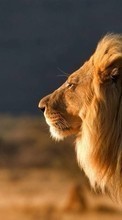 Lions, Animals per HTC Desire 610