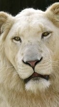 Lions,Animals per BlackBerry Storm 9530
