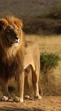 Lions,Animals per OnePlus 8
