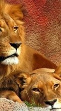 Scaricare immagine Lions,Animals sul telefono gratis.