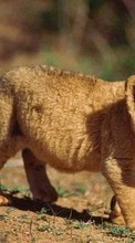 Scaricare immagine Animals, Lions sul telefono gratis.