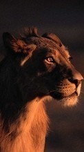 Scaricare immagine 240x320 Animals, Lions sul telefono gratis.