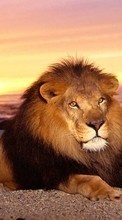 Scaricare immagine 240x400 Animals, Lions sul telefono gratis.