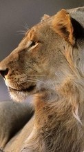 Scaricare immagine 1024x600 Animals, Lions sul telefono gratis.