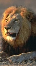 Scaricare immagine 320x240 Animals, Lions sul telefono gratis.