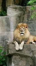 Scaricare immagine 128x160 Animals, Lions sul telefono gratis.