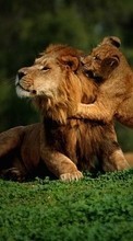 Scaricare immagine 480x800 Animals, Lions sul telefono gratis.