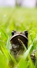 Scaricare immagine Frogs, Grass, Animals sul telefono gratis.