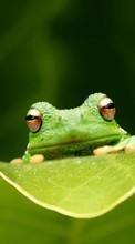 Scaricare immagine Animals, Frogs sul telefono gratis.