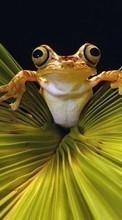 Scaricare immagine 240x320 Animals, Frogs sul telefono gratis.