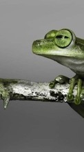 Scaricare immagine Frogs, Animals sul telefono gratis.