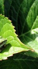 Scaricare immagine Frogs, Animals sul telefono gratis.