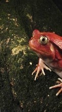 Scaricare immagine Frogs,Animals sul telefono gratis.
